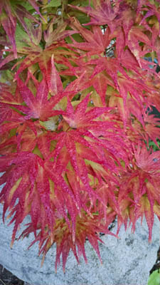 Acer palmatum Mikawa Yatsubusa